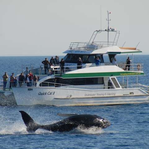 Photo: Hervey Bay Whale Watch
